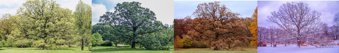 Four trees showing different seasons from spring to winter
