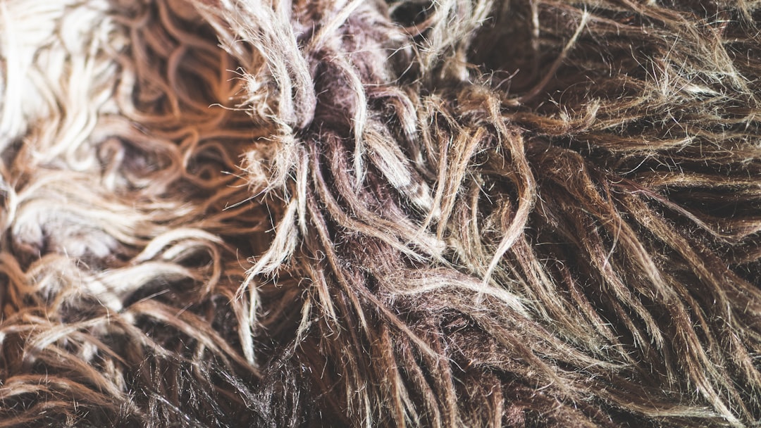 A close up picture of a furry animal